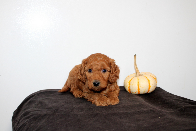 puppy, for, sale, Mini Golden Doodle F2, Matthew B. Stoltzfus, dog, breeder, Gap, PA, dog-breeder, puppy-for-sale, forsale, nearby, find, puppyfind, locator, puppylocator, aca